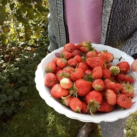 Etno Kuca Lane Ostanak kod kuće